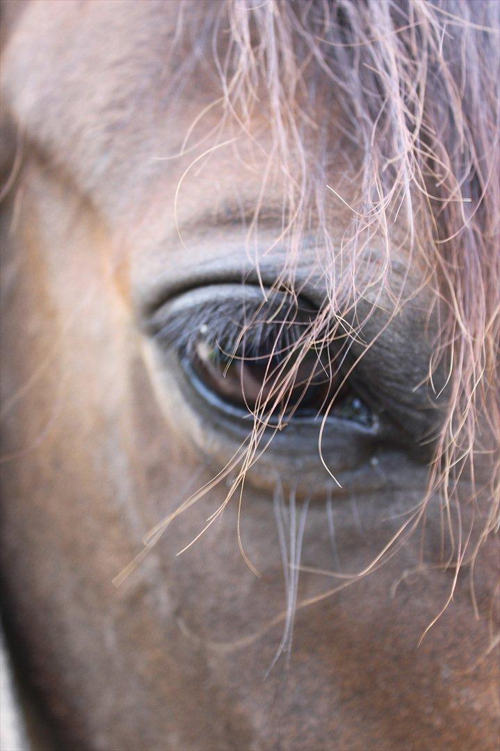 Anden særlig race Miss Fine "Bine" billede 5