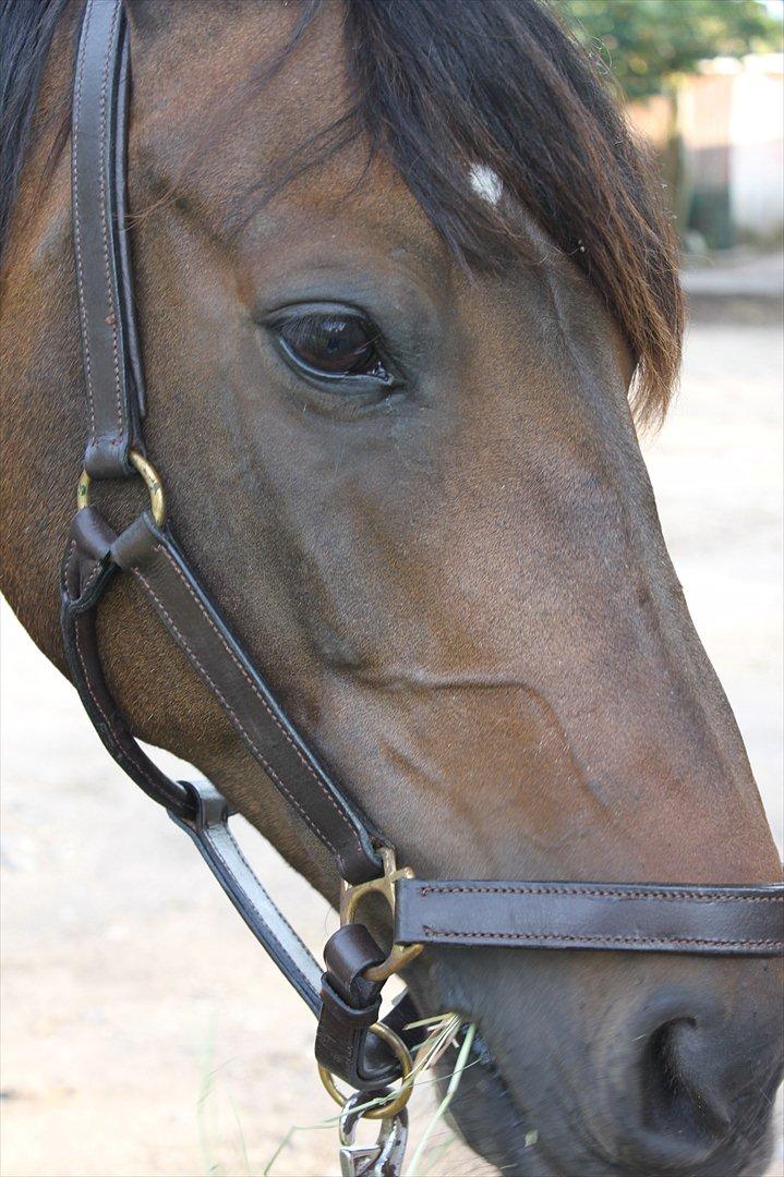 Anden særlig race Miss Fine "Bine" - ny grime, øv for stor billede 7