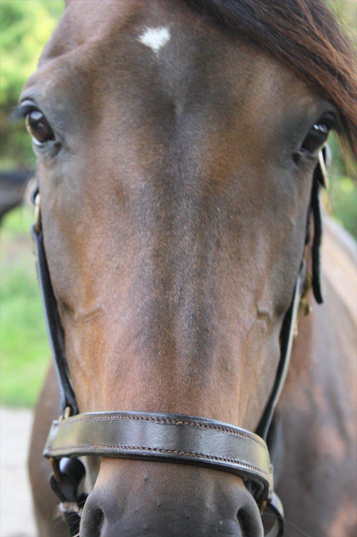 Anden særlig race Miss Fine "Bine" billede 12