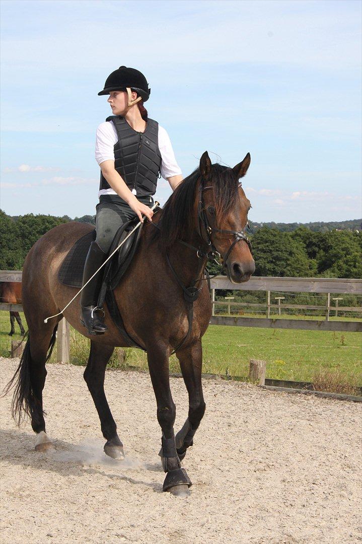 Anden særlig race Miss Fine "Bine" - Med dygtig lånerytter billede 13