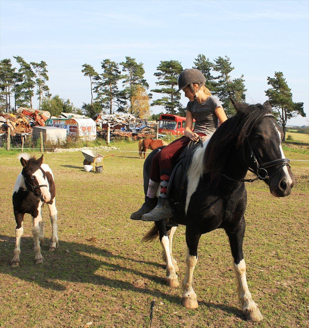 Tinker Frida - Alternativ ridning. Isabella på 11 år. September 2011. billede 22