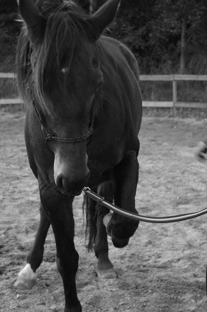 Anden særlig race Miss Fine "Bine" billede 18