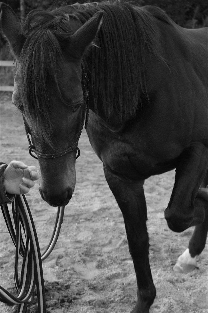 Anden særlig race Miss Fine "Bine" - klikketræning, optakt til neje billede 19