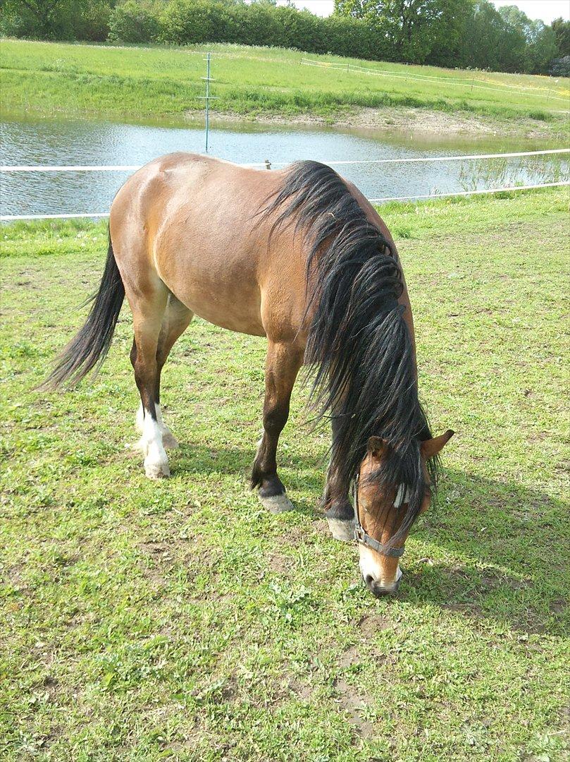 Welsh Pony af Cob-type (sec C) Storelykke hus Maylie Vito billede 1
