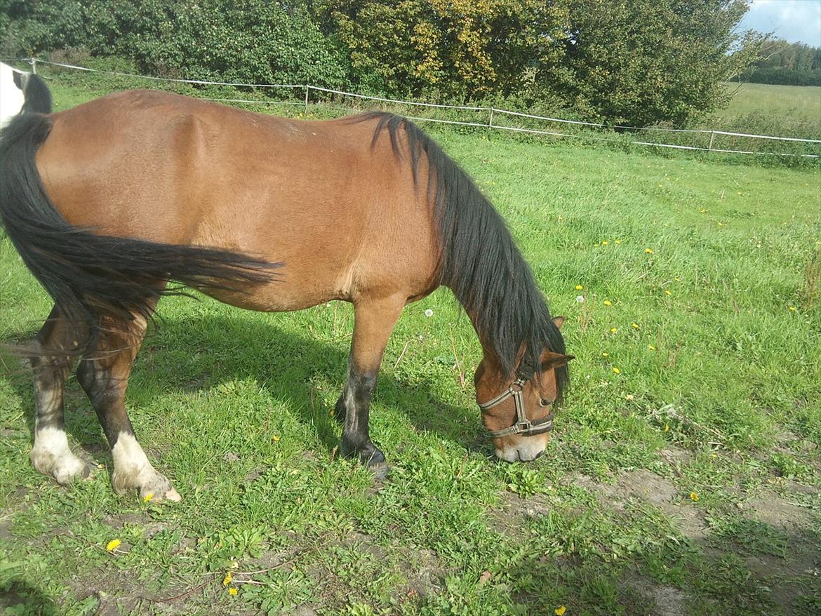 Welsh Pony af Cob-type (sec C) Storelykke hus Maylie Vito billede 3