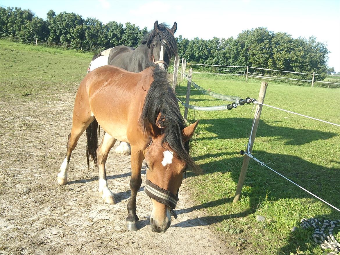 Welsh Pony af Cob-type (sec C) Storelykke hus Maylie Vito billede 6