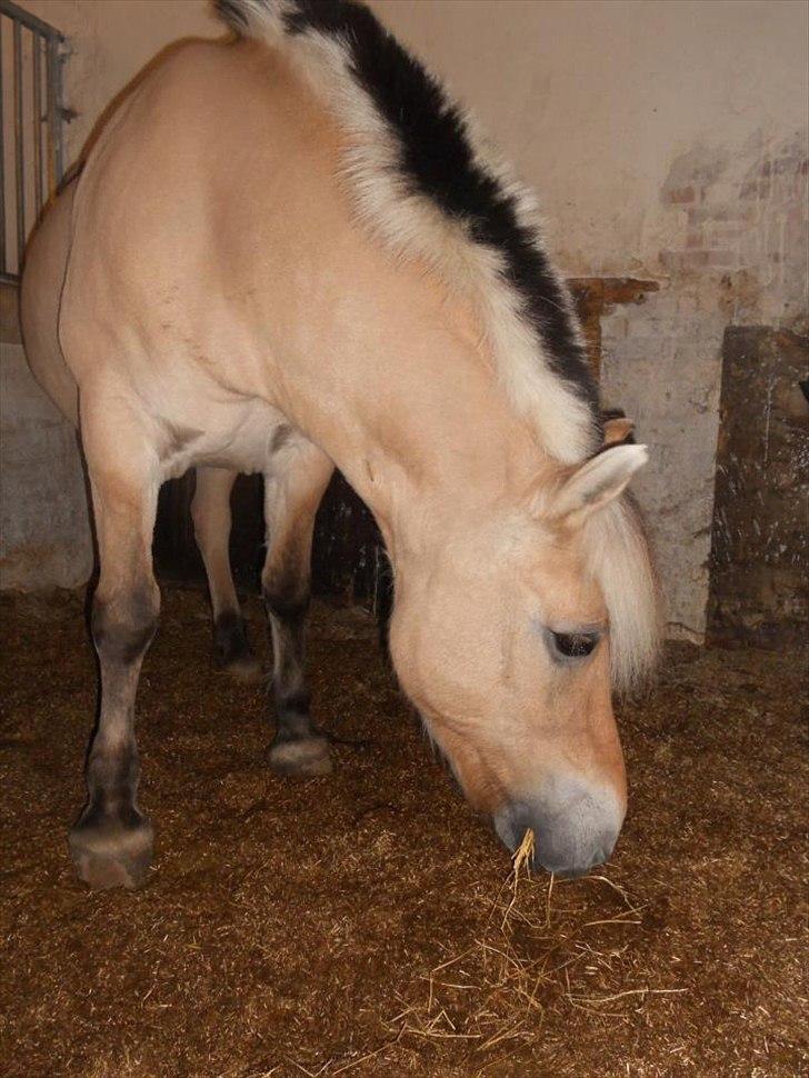 Fjordhest Tilde billede 15
