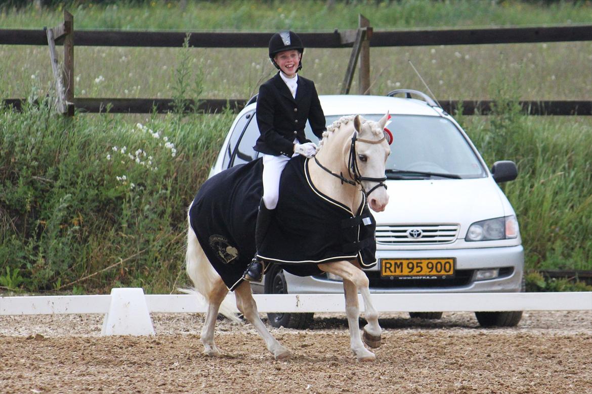 Welsh Pony af Cob-type (sec C) Rosengårdens Nakuma *B-pony* - Distriktsmester for kat. 3 2011! Nakuma <3 billede 2