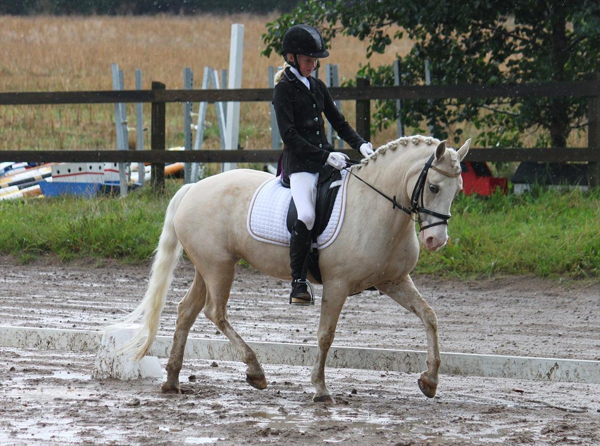 Welsh Pony af Cob-type (sec C) Rosengårdens Nakuma *B-pony* billede 10