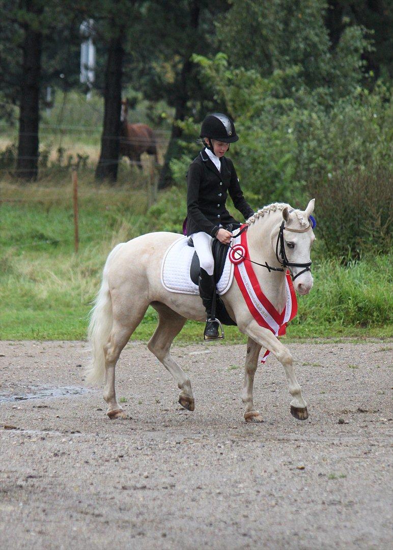 Welsh Pony af Cob-type (sec C) Rosengårdens Nakuma *B-pony* - Klubmester med 67% i LA1 <3 billede 13