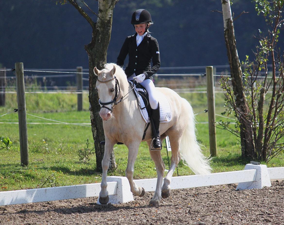 Welsh Pony af Cob-type (sec C) Rosengårdens Nakuma *B-pony* billede 16