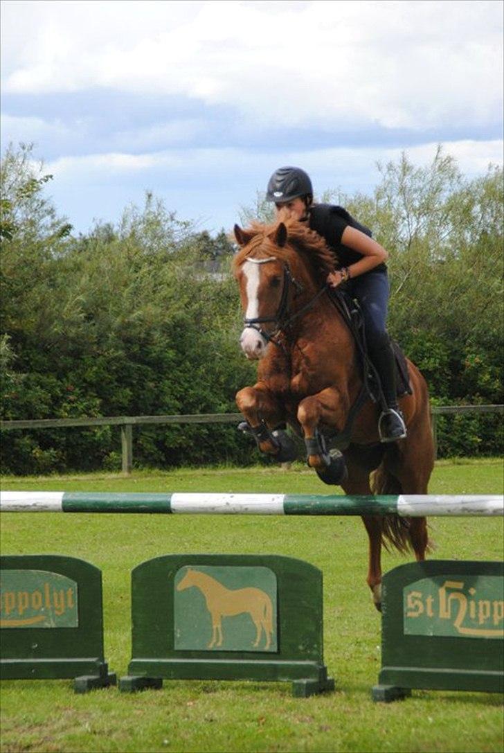 New Forest Remontes Gee-Gee -B-pony - Gee med Gl. ejer Rikke!<3<3 billede 10