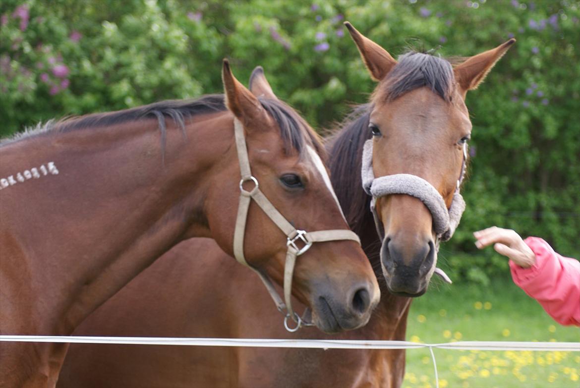 Traver opal street - Opal Street sammen med min gamle hest Dupont maj 2011 billede 6