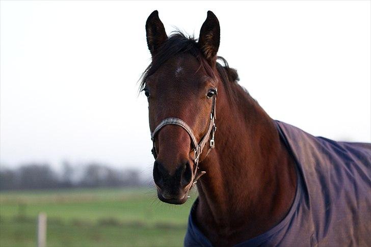 Dansk Varmblod Monty af Dandanell *SOLGT* billede 4