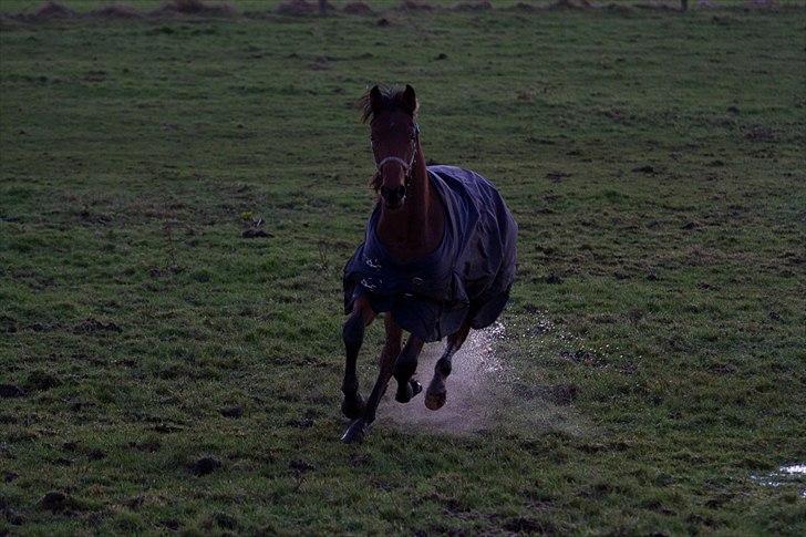 Dansk Varmblod Monty af Dandanell *SOLGT* billede 9