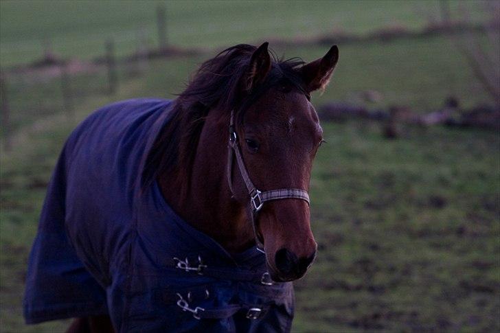 Dansk Varmblod Monty af Dandanell *SOLGT* billede 11