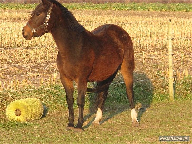 Anden særlig race Flicka - solgt - min smukke flicka billede 1