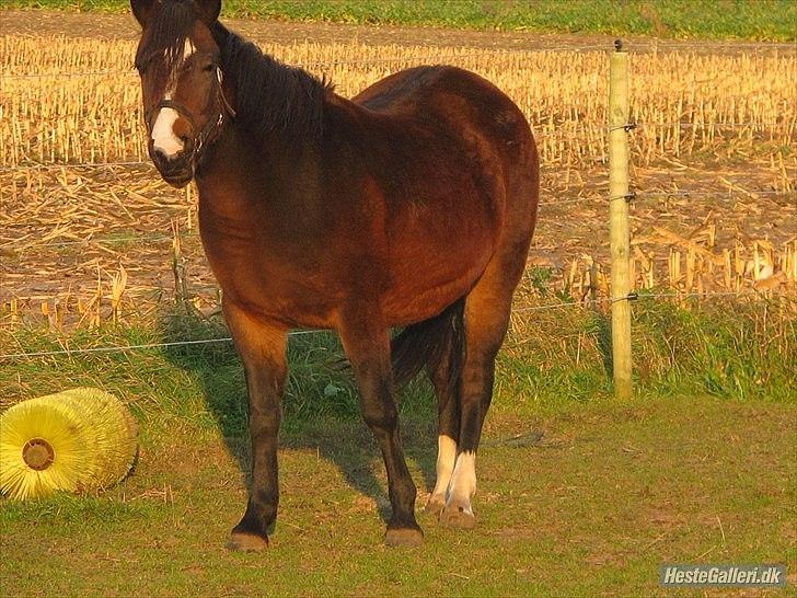 Anden særlig race Flicka - solgt billede 2