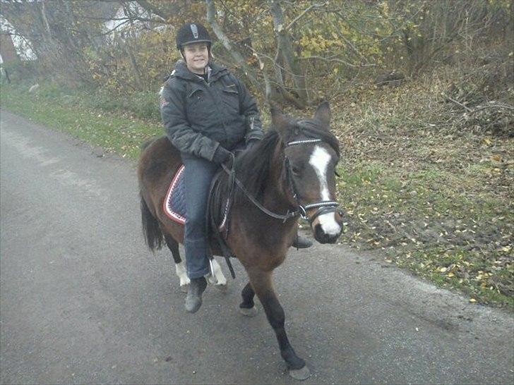 Anden særlig race Flicka - solgt - første tur ud på flicka ud efter jeg fik hende billede 3