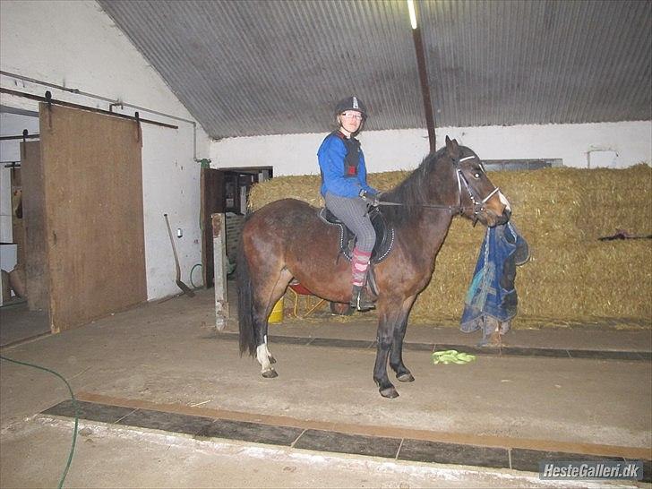 Anden særlig race Flicka - solgt - første rytter på flicka efter køb billede 4