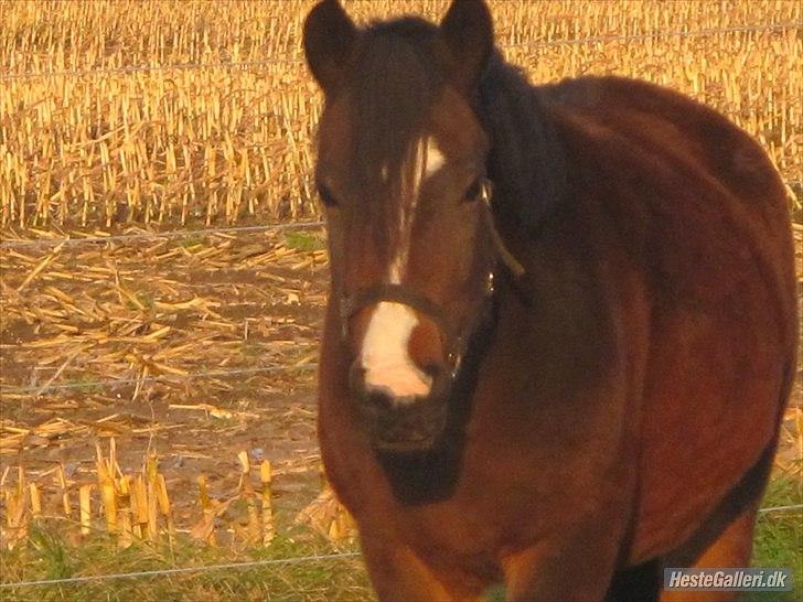 Anden særlig race Flicka - solgt - hmm det passede vist ikke at du IKKE er drægtig :P billede 5