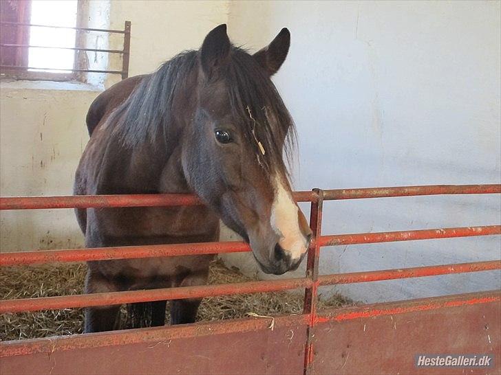 Anden særlig race Flicka - solgt billede 6