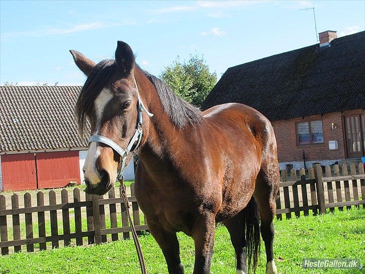 Anden særlig race Flicka - solgt - par dage efter jeg fik hende hjem billede 7