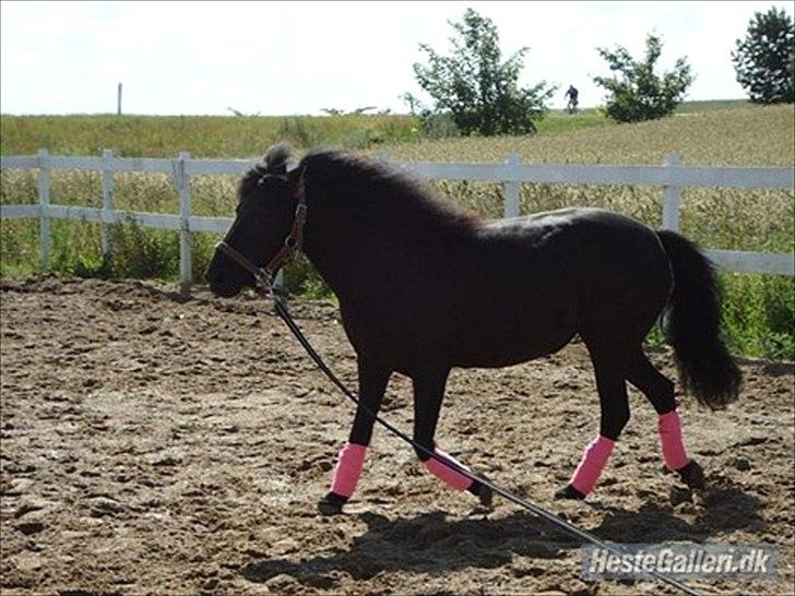 Anden særlig race Fie billede 4