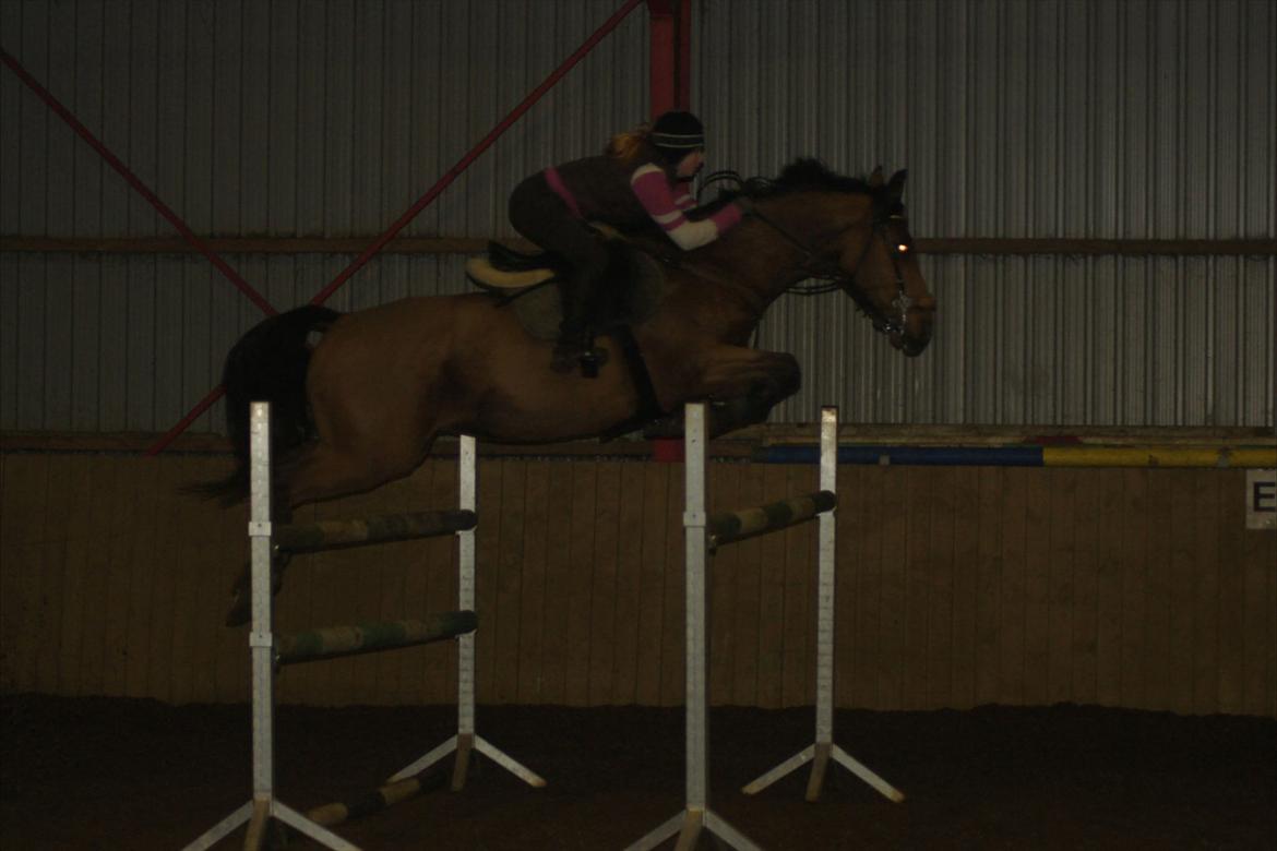 Hollandsk Varmblod Troy-T RIP D. 10/6-2013 - Hvis du ikke har kapalicet op til begge øre, Så ved jeg ikke hvem der har billede 10