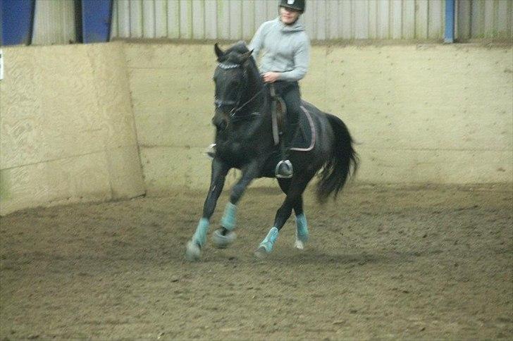 Anden særlig race Himmelhest Nightwish *DRØMMEHESTEN* billede 14