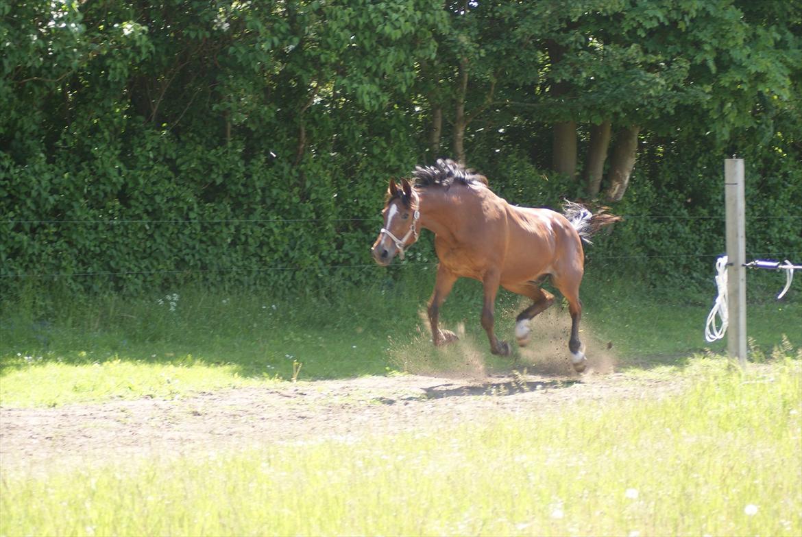 Traver Dupont - Dupont glad og fjollede, juni 2011 billede 2