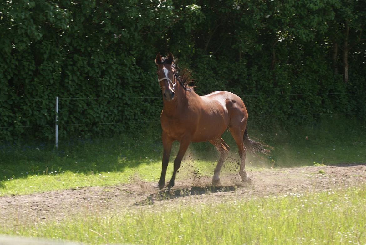 Traver Dupont - Dupont ser godt ud. juni 2011 billede 5