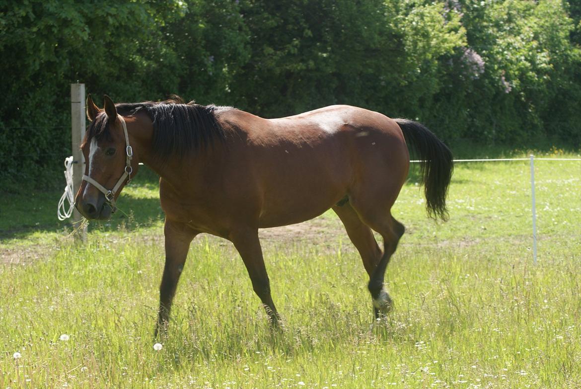 Traver Dupont - Dupont juni 2011 billede 3