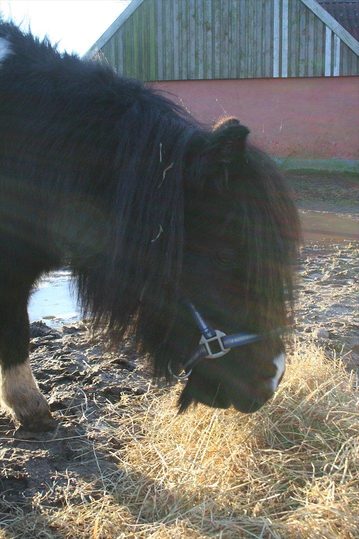 Pinto Hedegaardens Mulle - Velkommen til... har godt nok ikke lige tid... SPISER jo!!!! billede 2