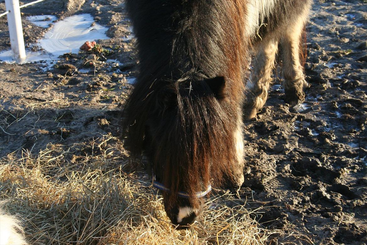 Pinto Hedegaardens Mulle - Gumle Gumle... billede 7