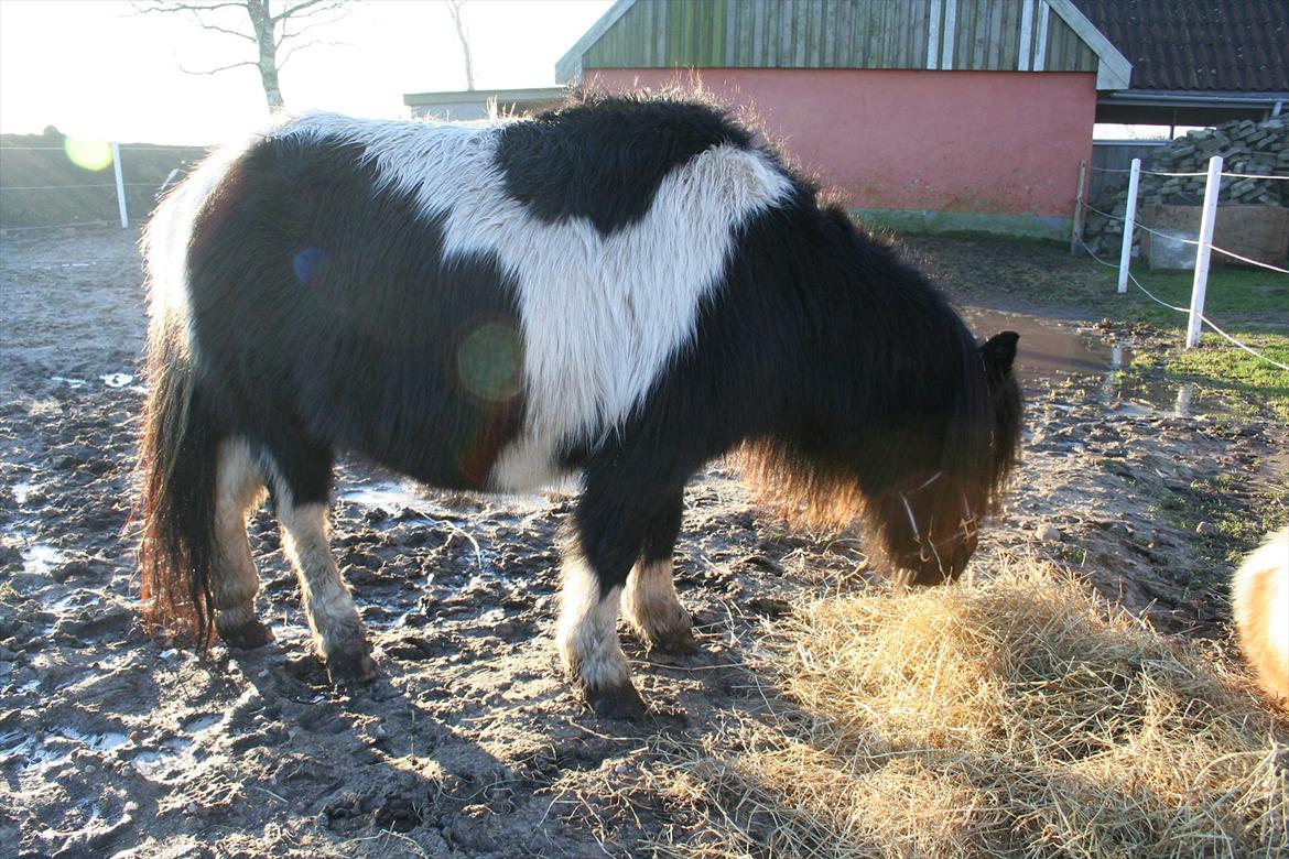 Pinto Hedegaardens Mulle billede 9