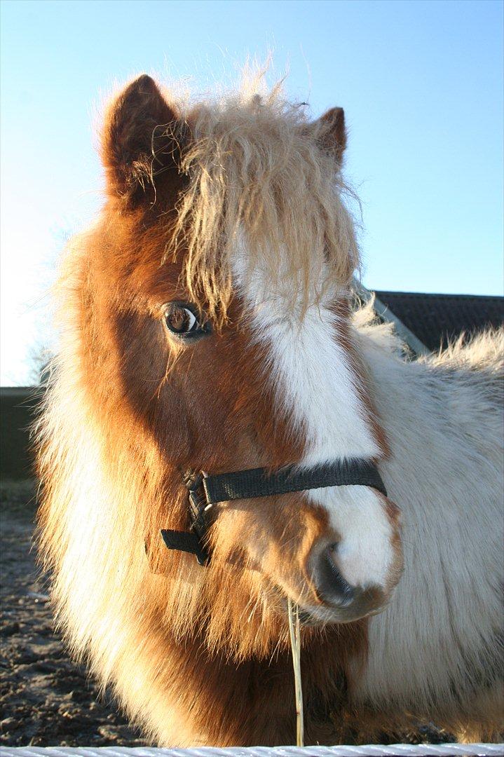 Pinto Hedegaardens Woody billede 1