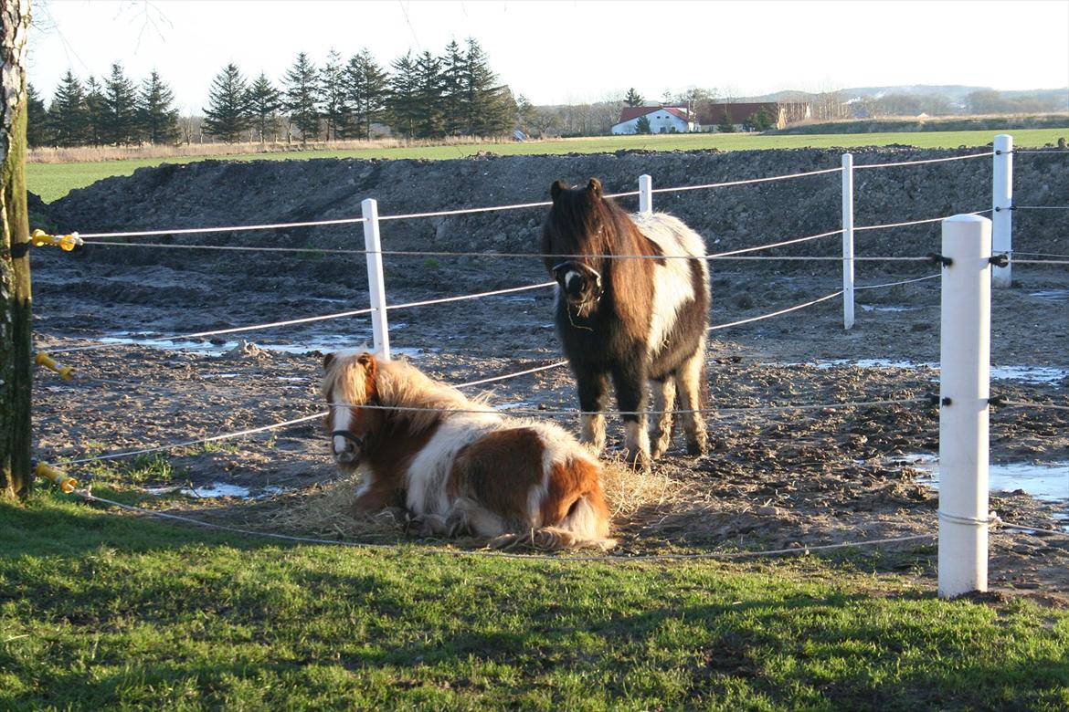 Pinto Hedegaardens Woody billede 2