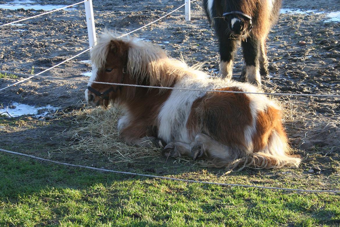 Pinto Hedegaardens Woody billede 3