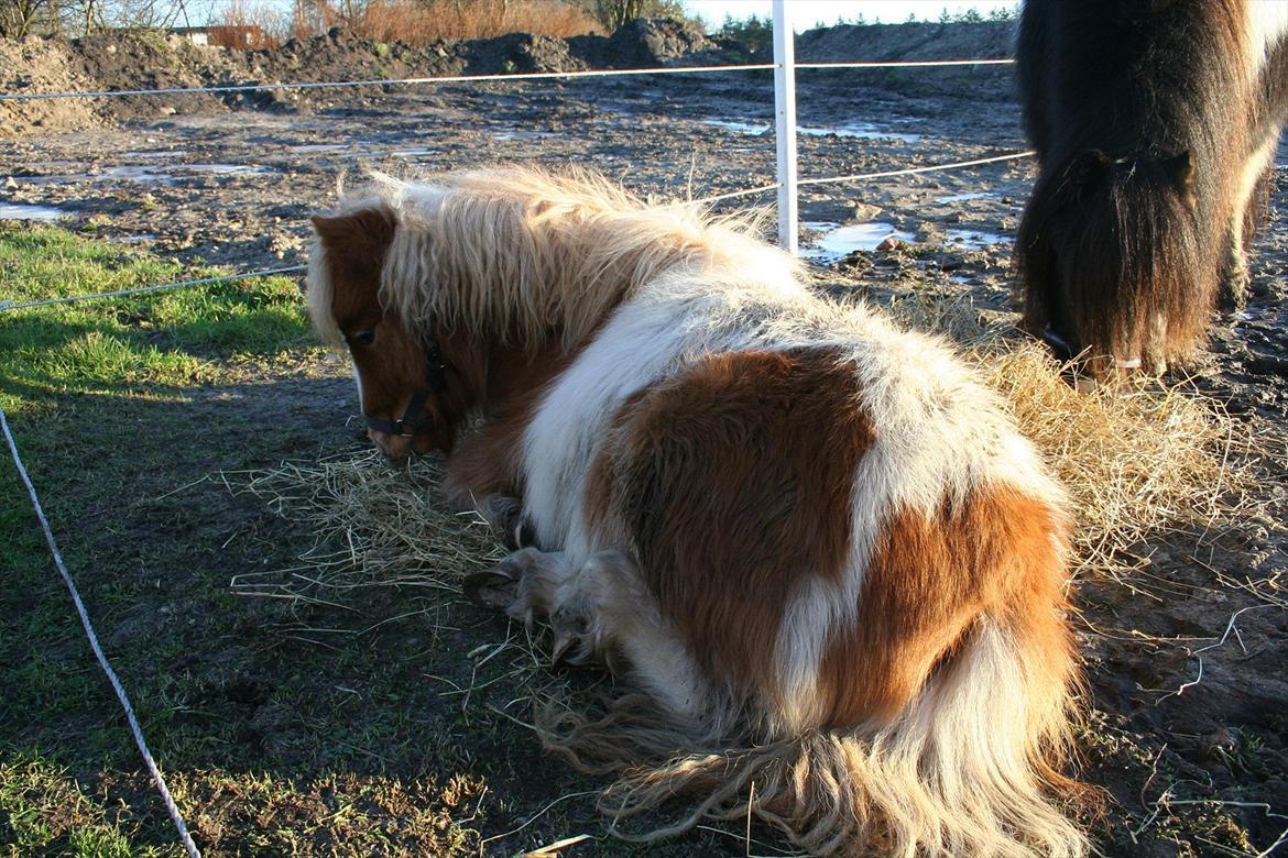 Pinto Hedegaardens Woody billede 4