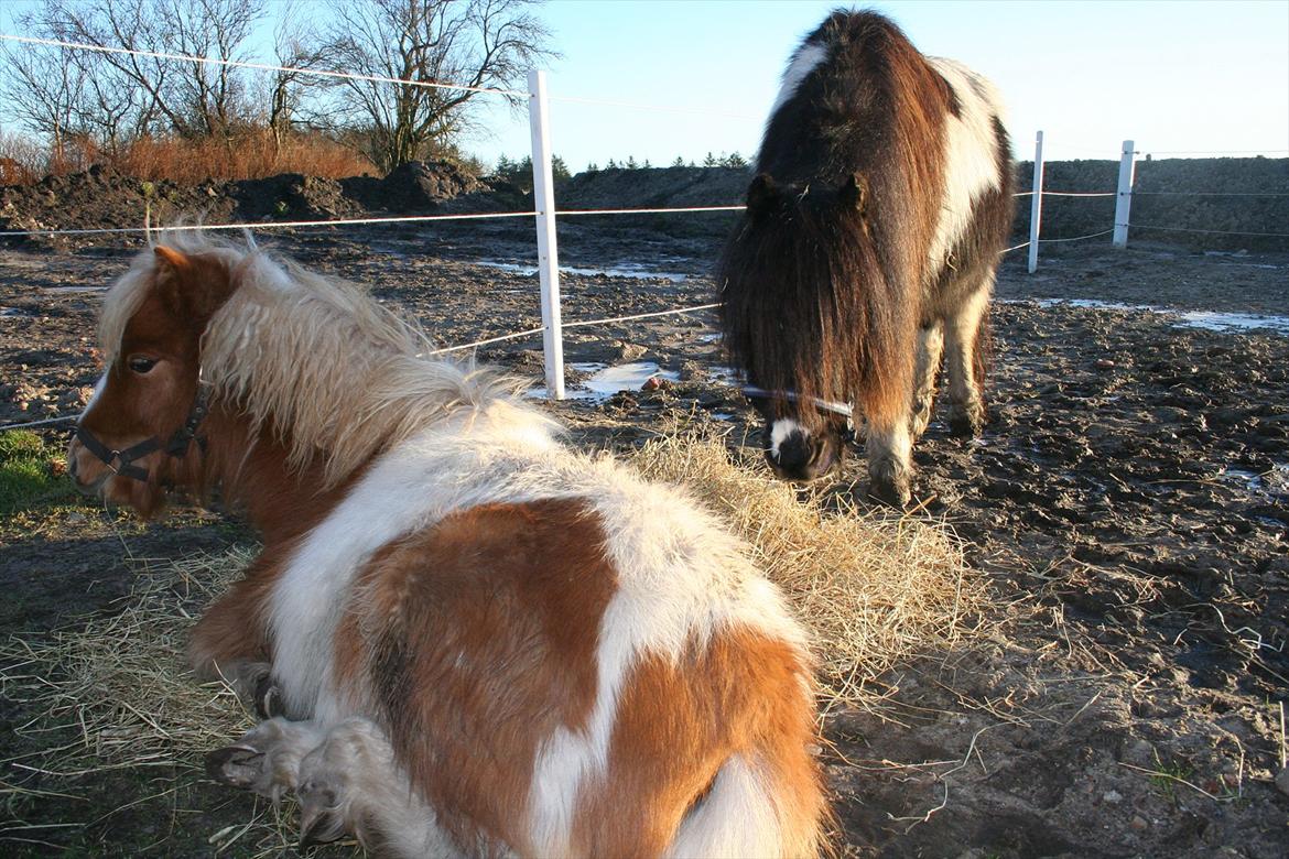 Pinto Hedegaardens Woody billede 5