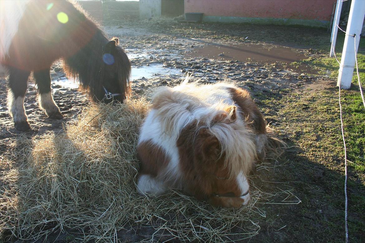 Pinto Hedegaardens Woody billede 6