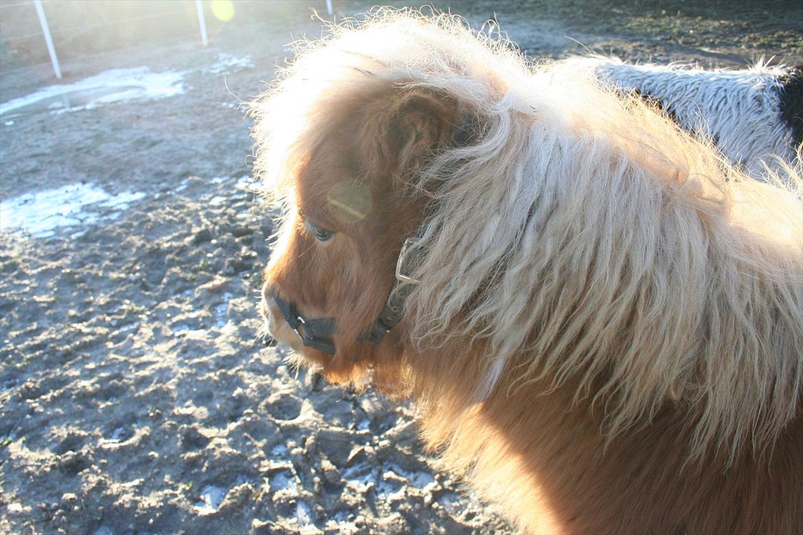 Pinto Hedegaardens Woody billede 7