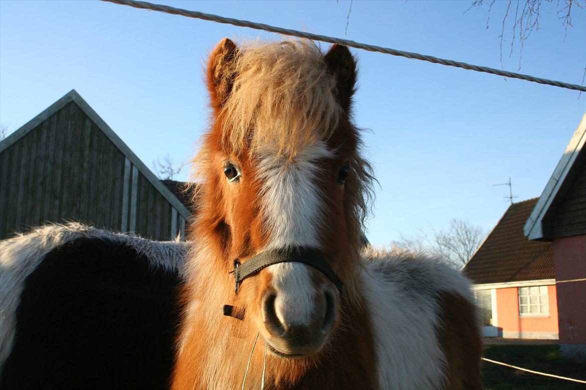 Pinto Hedegaardens Woody billede 8