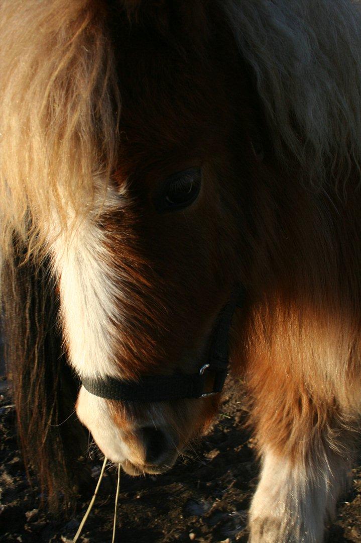 Pinto Hedegaardens Woody billede 9