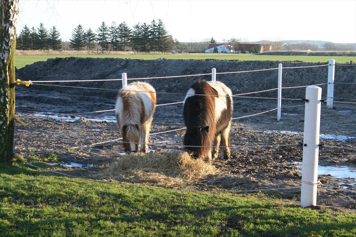 Pinto Hedegaardens Woody billede 10