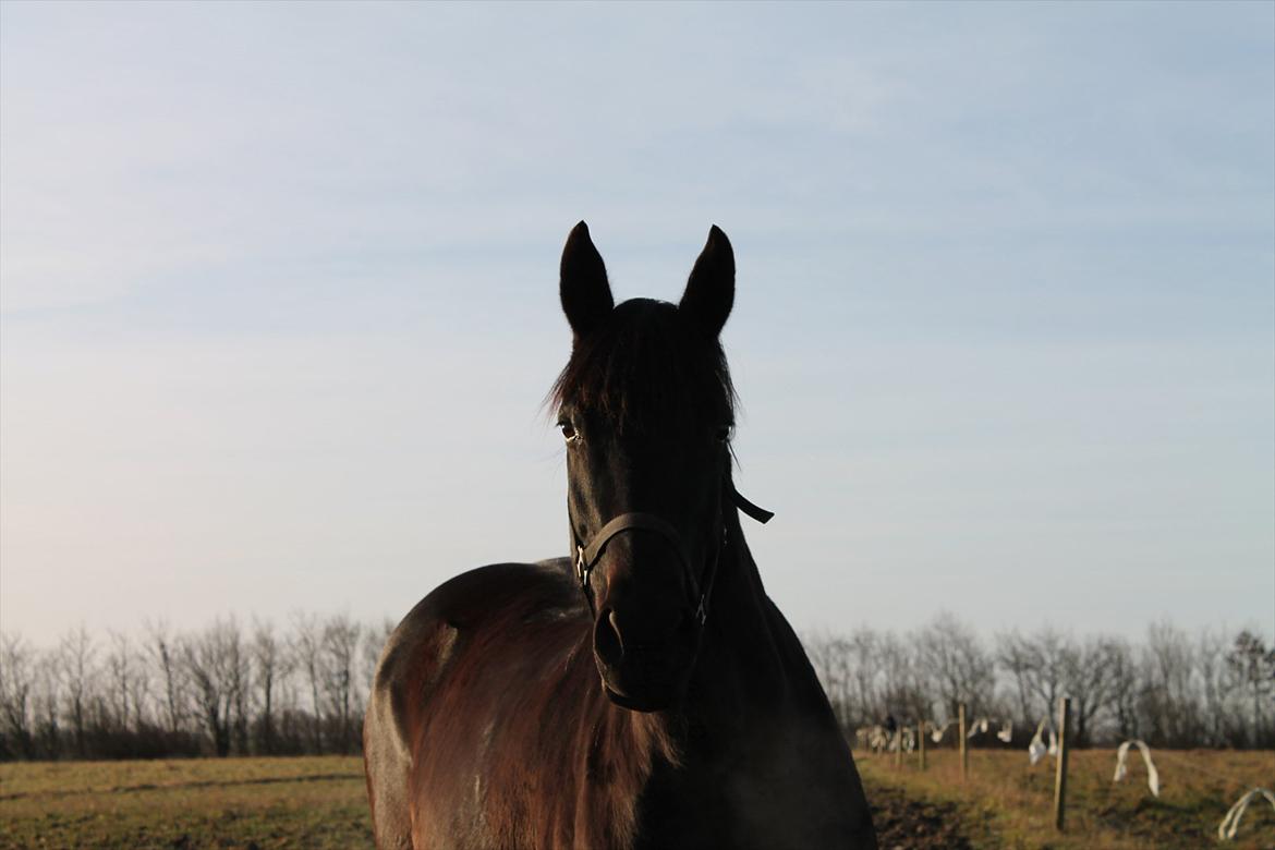 Dansk Varmblod Chanel - Dramaqueen!<3<3 foto: mig billede 15