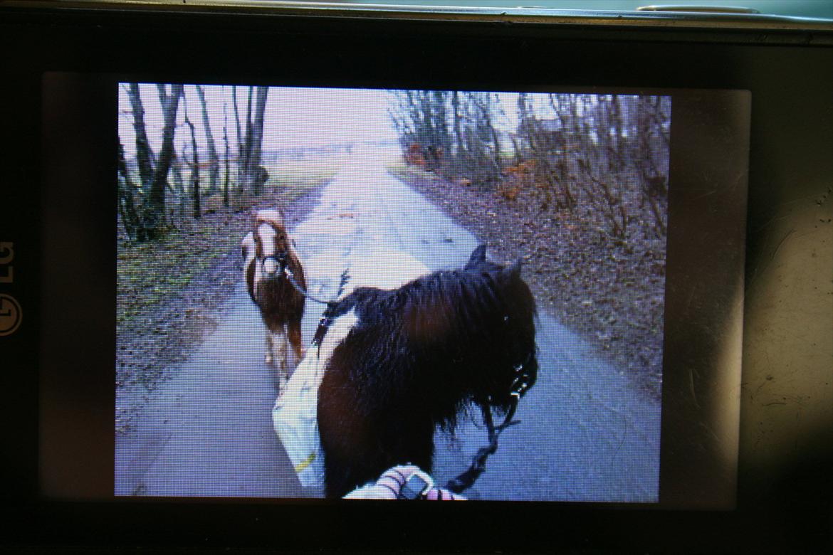 Pinto Hedegaardens Mulle - Billede taget af billede på mobilen  billede 10