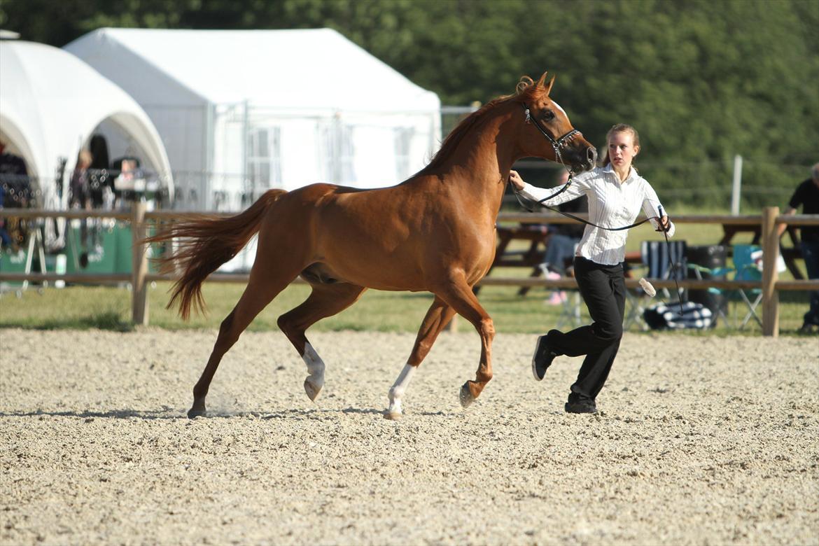 Arabisk fuldblod (OX) CA Dapoll - Show på middelfart.

Foto Simii.dk billede 11