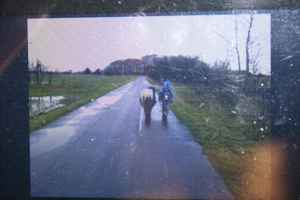 Pinto Hedegaardens Mulle - Billede taget af billede på mobilen 

NU GÅR VI ALTSÅ... tak for besøget billede 20